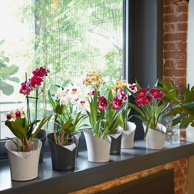 Lechuza 'Orchidea', schiefergrau, ca. Ø 18 x H 20 cm