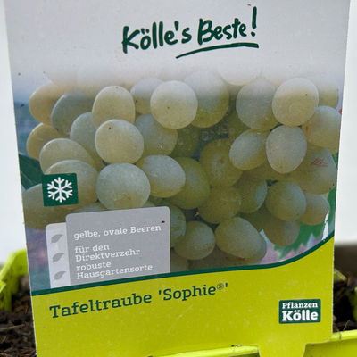 Tafeltraube 'Sophie®' Tafeltraube 'Sophie®'