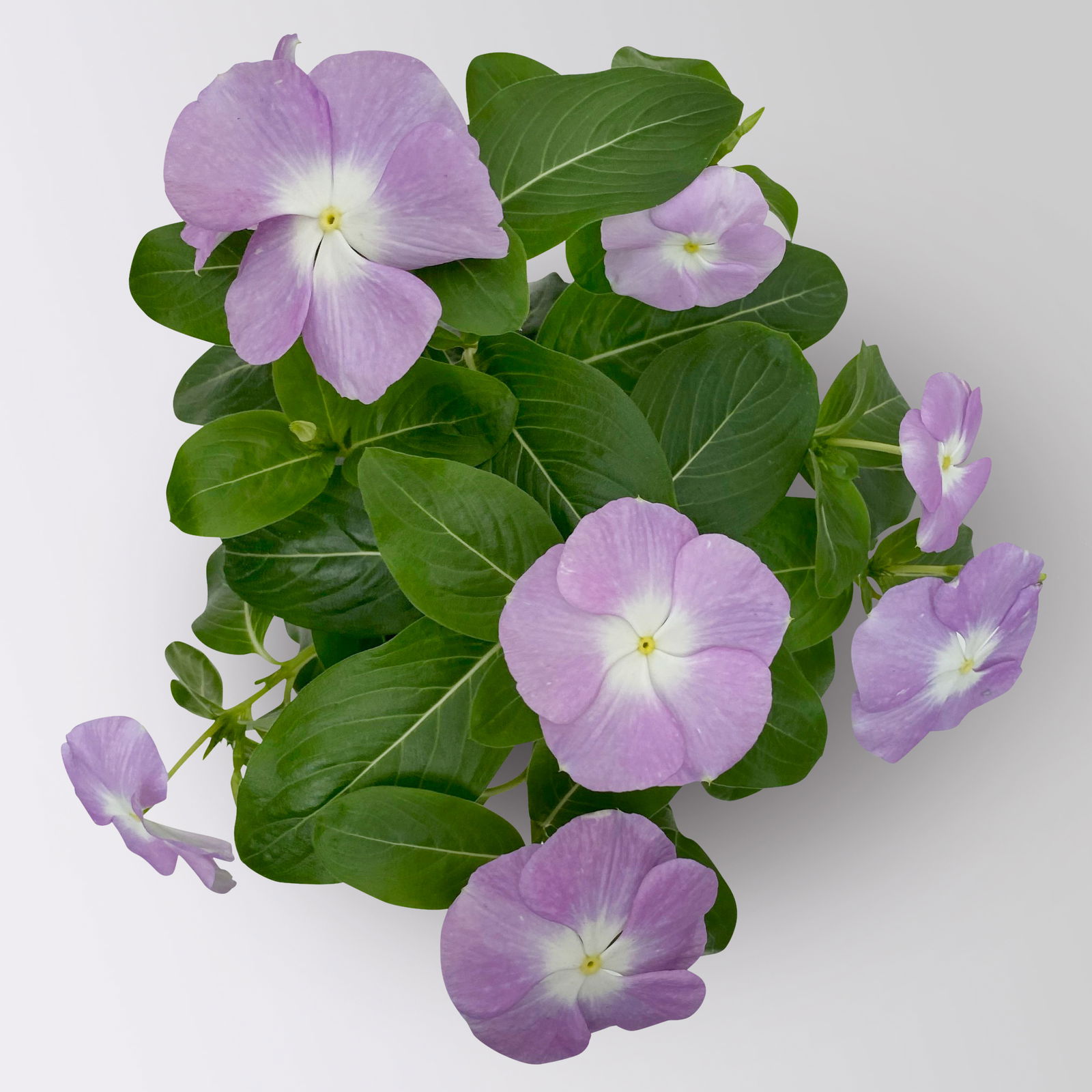 Catharanthus, Farben zufällig, Topf-Ø 13 cm, 6 Pflanzen