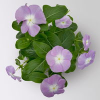 Catharanthus, Farben zufällig, Topf-Ø 13 cm, 6 Pflanzen