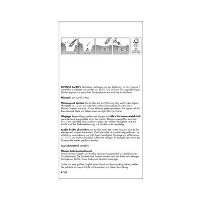 Dekorative Dahlie Creme de Cassis, lila, Größe 1, 3 Blumenknollen Dekorative Dahlie Creme de Cassis, lila, Größe 1, 3 Blumenknollen