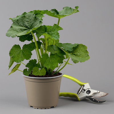 Stockrose, gelb, Topf-Ø 13 cm, 6 Pflanzen