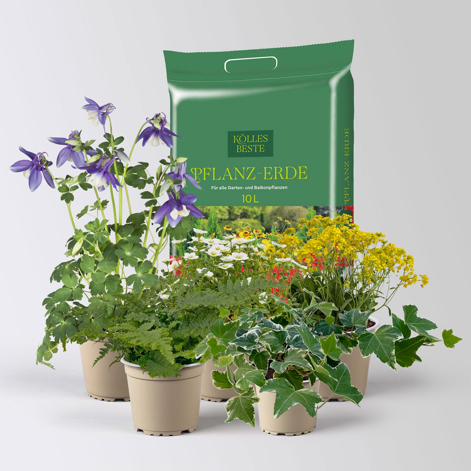 Pflanzenkreation Frühlingsmagie, 5 Pflanzen inkl. Erde Pflanzenkreation Frühlingsmagie, 5 Pflanzen inkl. Erde