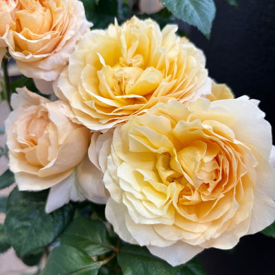 Duftende Edelrose 'Capri'®, orange-aprikot, Topf 5 Liter, 4 Pflanzen