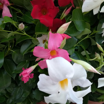 Dipladenie 'Trio' bunt, Doppelbogen, TopfØ 17cm,  Höhe ca. 70cm