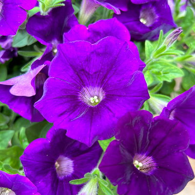 Petunien 'Capella® Indigo Impr' blau, hängend, Topf-Ø 13 cm, 6 Pflanzen