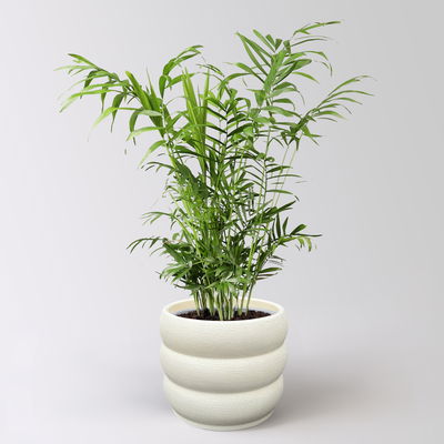 Bergpalme, Topf-Ø 17 cm, Höhe ca. 60 cm, inkl. Keramikübertopf Byron