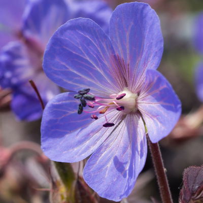 Storchschnabel 'Midnight Reiter', blau, Topf 11x11 cm, 3 Pflanzen