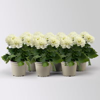 Dahlie, weiß, Topf-Ø 12 cm, 6 Pflanzen