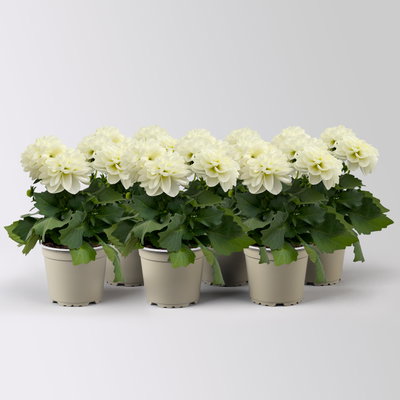 Dahlie, weiß, Topf-Ø 12 cm, 6 Pflanzen