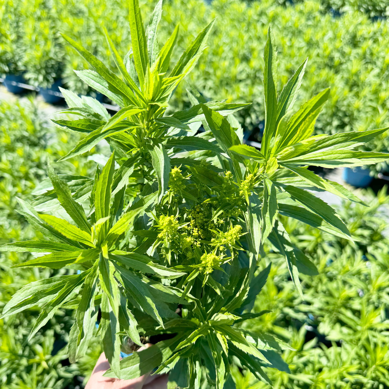 Goldrute 'Sweety' gelb, Höhe 60-80 cm, Topf 3 Liter