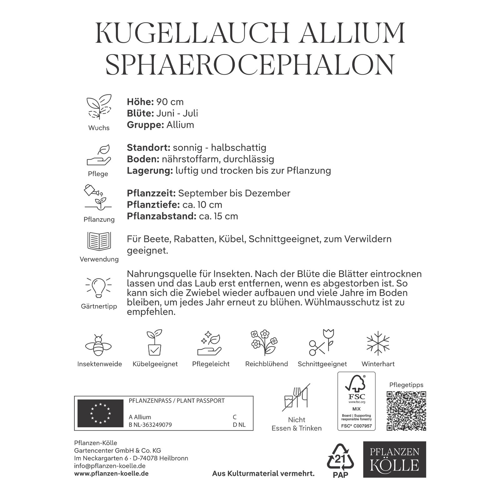 Kölles Beste Kaukasischer Kugellauch Allium purpurrot, 50 Blumenzwiebeln Kölles Beste Kaukasischer Kugellauch Allium purpurrot, 50 Blumenzwiebeln
