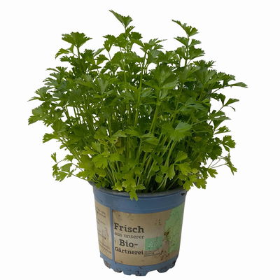 Schnittsellerie, Kölle Bio, 12cm Topf, frisch aus unserer Bio-Gärtnerei Schnittsellerie, Kölle Bio, 12cm Topf, frisch aus unserer Bio-Gärtnerei