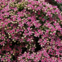 Fetthenne hellrosa, Topf Ø 12 cm, 3 Pflanzen