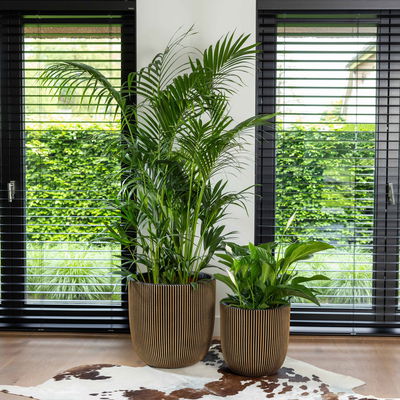 Capi Europe Pflanzgefäß 'Groove', schwarz/gold, ca. Ø 54 x H 52 cm Capi Europe Pflanzgefäß 'Groove', schwarz/gold, ca. Ø 54 x H 52 cm