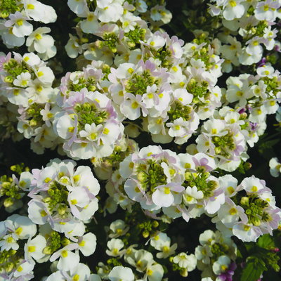 Elfenspiegel, weiß, Topf-Ø 12 cm, 6 Pflanzen