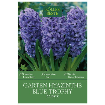 Garten-Hyazinthen 'Blue Trophy', blau, 3 Blumenzwiebeln