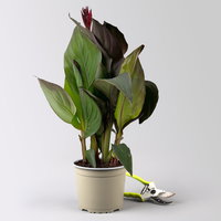 Canna 'CANNOVA® Bronze Scarlet'', rot, Topf-Ø 17 cm, 2 Pflanzen Canna 'CANNOVA® Bronze Scarlet'', rot, Topf-Ø 17 cm, 2 Pflanzen
