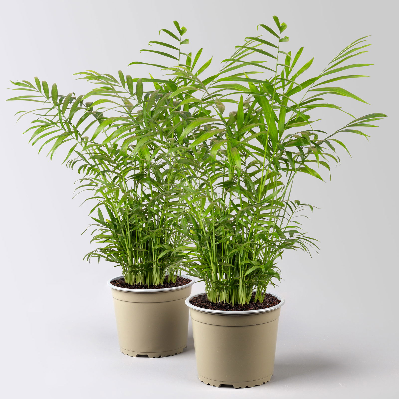 Bergpalme Topf-Ø 17 cm, Höhe ca. 60 cm, 2 Pflanzen