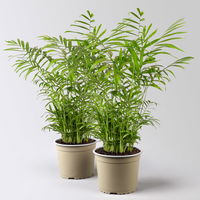 Bergpalme Topf-Ø 17 cm, Höhe ca. 60 cm, 2 Pflanzen
