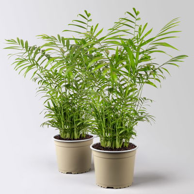 Bergpalme Topf-Ø 17 cm, Höhe ca. 60 cm, 2 Pflanzen