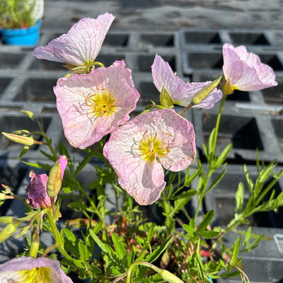 Bio Nachtkerze 'Siskiyou Pink' rosa, Topf 11x11 cm, 3 Pflanzen Bio Nachtkerze 'Siskiyou Pink' rosa, Topf 11x11 cm, 3 Pflanzen