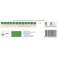 Kölles Beste Topmix-Dahlien 'Bambino' weiß, 1 Blumenknolle