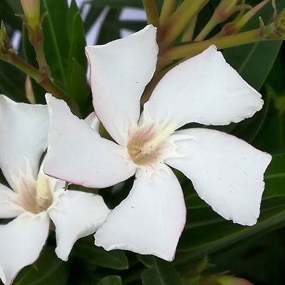 Oleander, Farbe zufällig, Stamm, Topf-Ø 18 cm, Höhe ca. 50