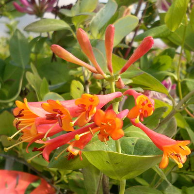 Orangerotes Geißblatt 'Dropmore Scarlet', 2er-Set, orangerot, Topf 2 Liter Orangerotes Geißblatt 'Dropmore Scarlet', 2er-Set, orangerot, Topf 2 Liter