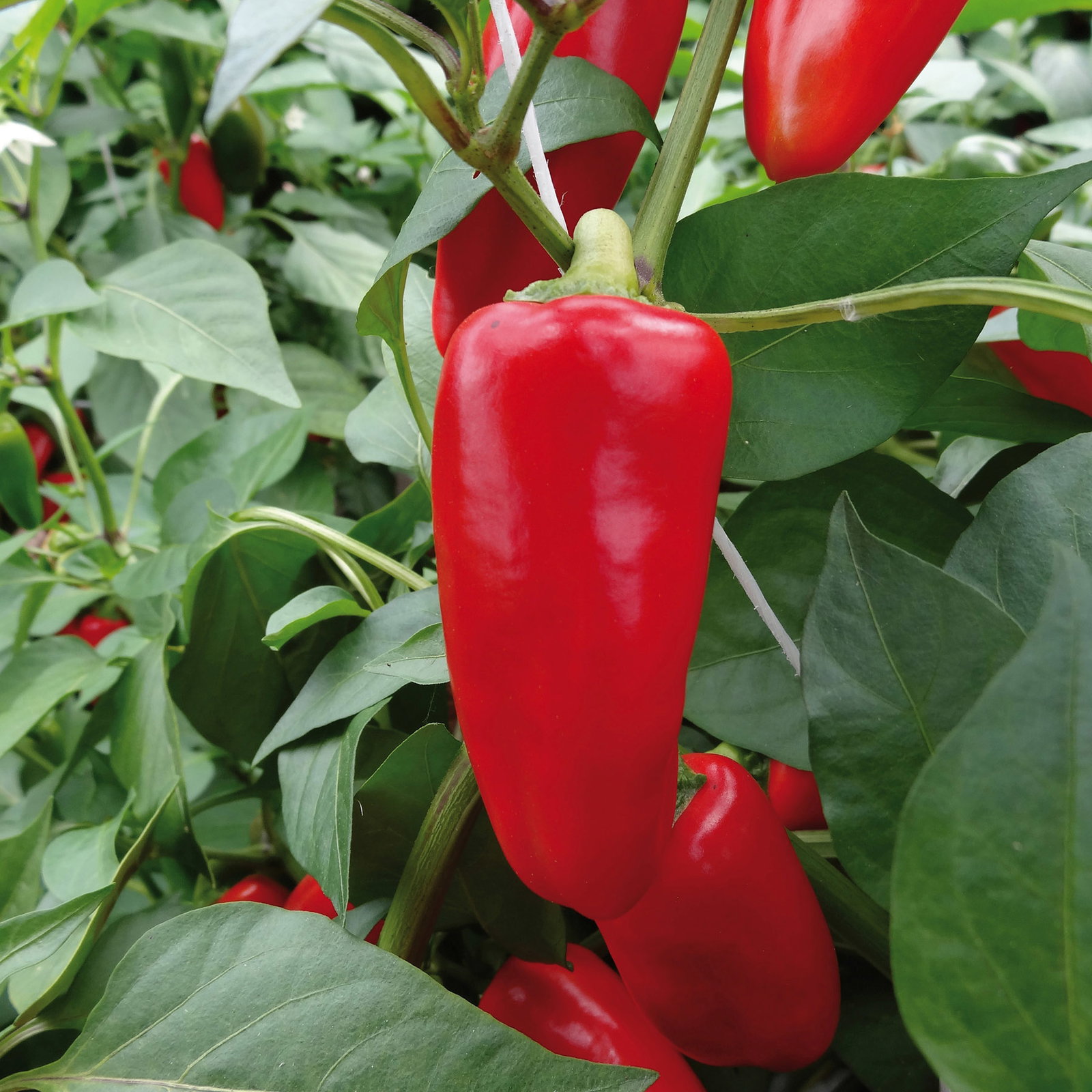 Bio Snackpaprika 'Snackor Red', Topf-Ø 12 cm, 3 Pflanzen