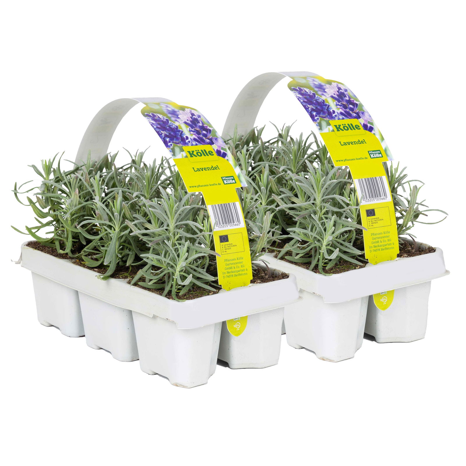Lavendel, Ballen-Ø ca. 7 cm, 2x 6er-Tray