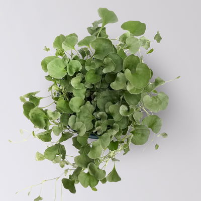 Silberregen, silbergrau, Topf-Ø 12 cm, 6 Pflanzen