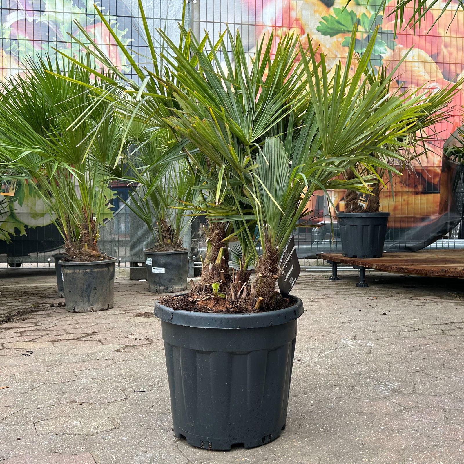 Hanfpalme, Multistamm, Topf 25 Liter, Höhe ca. 120-140 cm Hanfpalme, Multistamm, Topf 25 Liter, Höhe ca. 120-140 cm