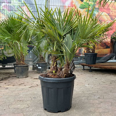 Hanfpalme, Multistamm, Topf 25 Liter, Höhe ca. 120-140 cm Hanfpalme, Multistamm, Topf 25 Liter, Höhe ca. 120-140 cm