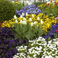 Kölle Tulpe, Tulipa gesneriana 'Artic', weiß, Topf 10 cm