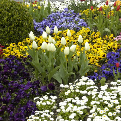 Kölle Tulpe, Tulipa gesneriana 'Artic', weiß, Topf 10 cm Kölle Tulpe, Tulipa gesneriana 'Artic', weiß, Topf 10 cm