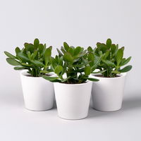 Geldbaum 'Magical Tree', Topf-Ø 12cm, in Keramiktopf weiß, 3 Pflanzen