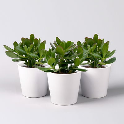 Geldbaum 'Magical Tree', Topf-Ø 12cm, in Keramiktopf weiß, 3 Pflanzen