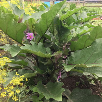 Blu Bio Aubergine 'Aubergine Super Mini F1',  Topf-Ø 12 cm, 6er-Set