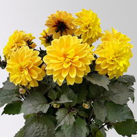 Dahlie, gelb, dunkellaubig, Topf-Ø 19 cm, 2 Pflanzen