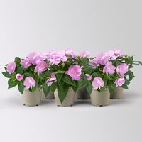 Edellieschen, flieder, Topf -Ø 12 cm, 6 Pflanzen