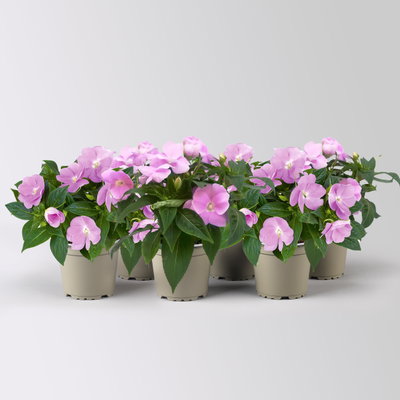 Edellieschen, flieder, Topf -Ø 12 cm, 6 Pflanzen Edellieschen, flieder, Topf -Ø 12 cm, 6 Pflanzen