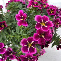 Zauberglöckchen 'Good Night Kiss', pink gesternt, Ampeltopf-Ø 27 cm