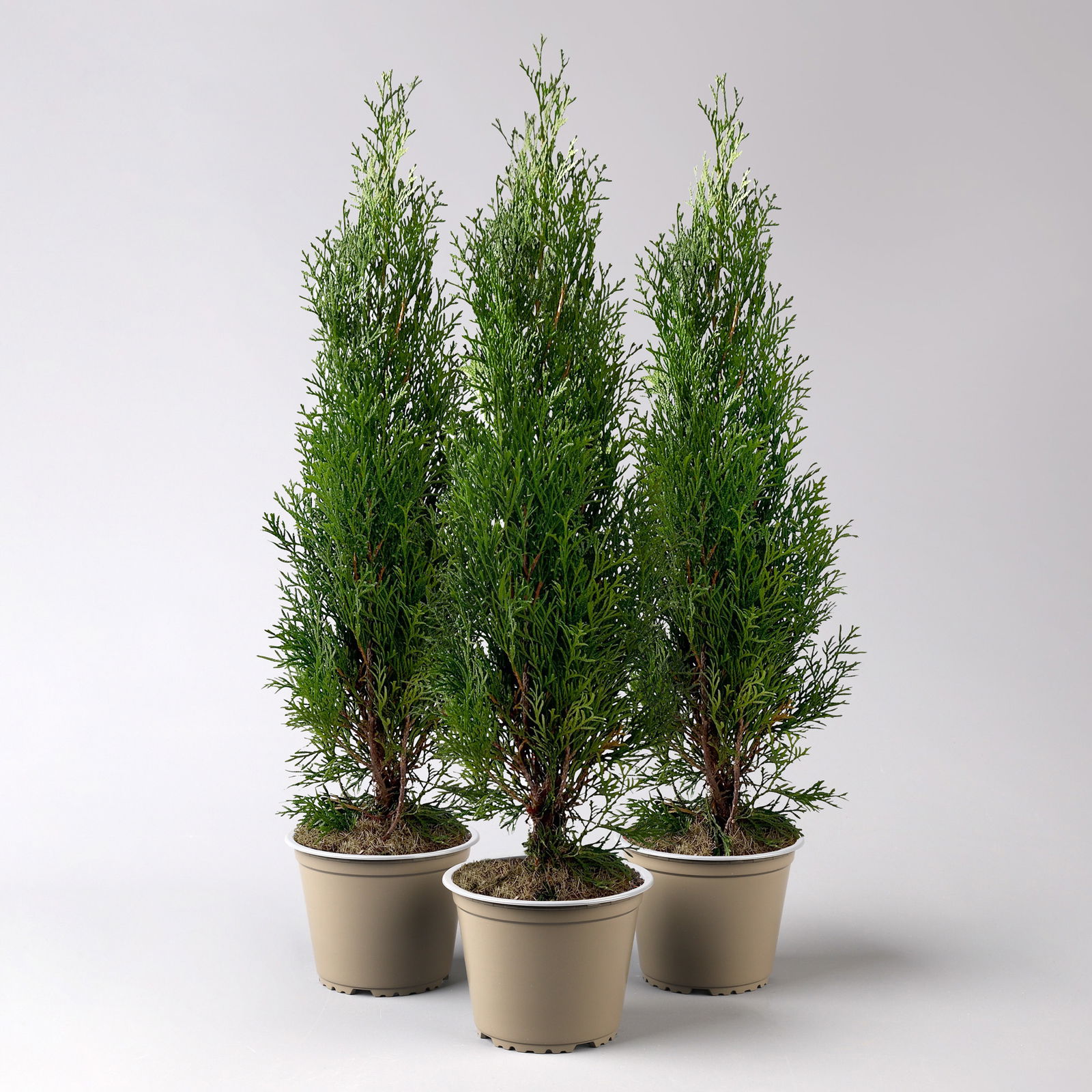 Thuja occidentalis 'Smaragd', 3er Set, Topf 13 cm Ø