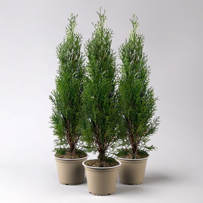 Thuja occidentalis 'Smaragd', Topf-Ø 13 cm, 3 Pflanzen Thuja occidentalis 'Smaragd', Topf-Ø 13 cm, 3 Pflanzen