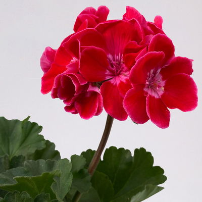 Geranie rot mit hellem Auge, stehend, Topf-Ø 13 cm, 6 Pflanzen