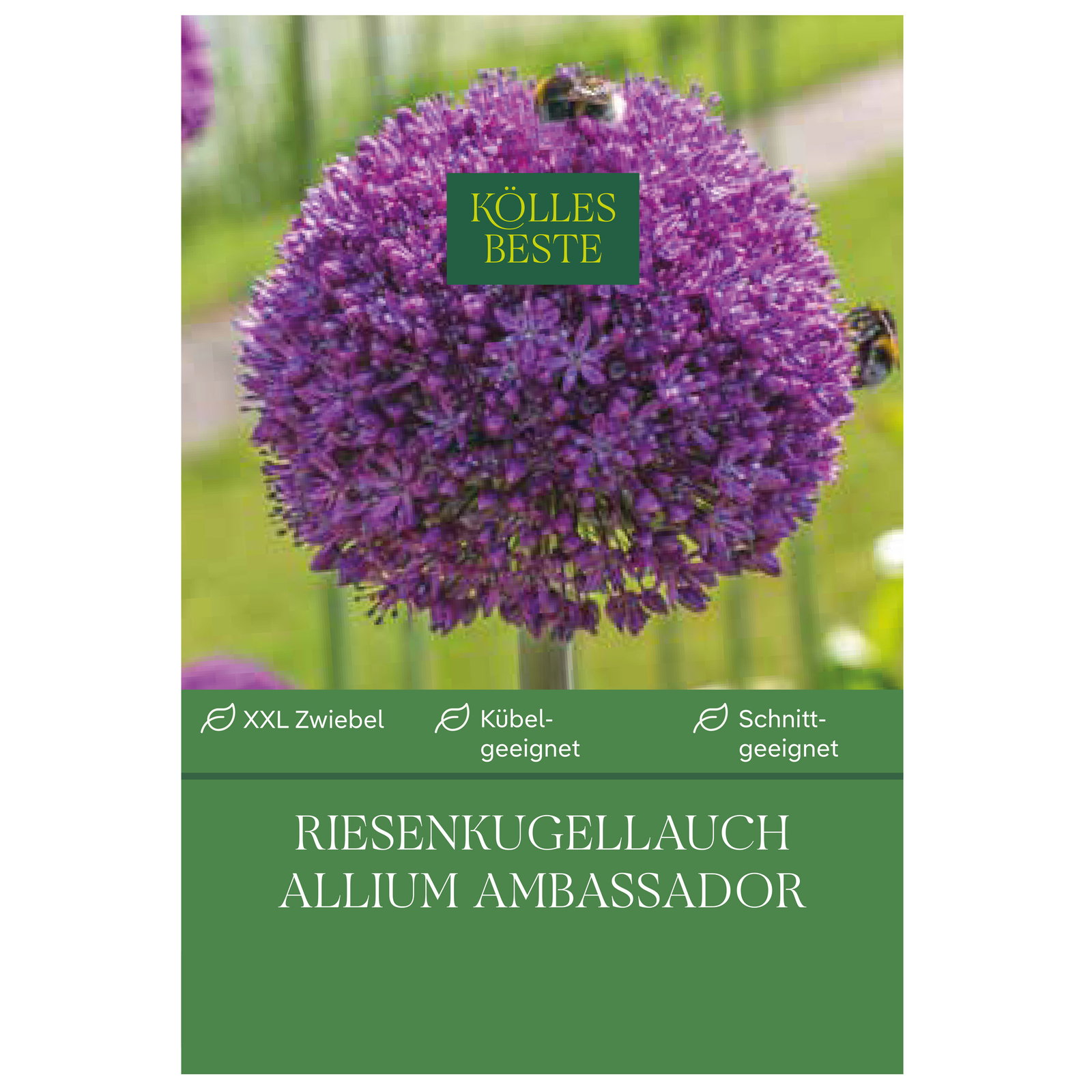 Kölles Beste Riesenkugellauch, Allium 'Ambassador', 1 Blumenzwiebel Kölles Beste Riesenkugellauch, Allium 'Ambassador', 1 Blumenzwiebel