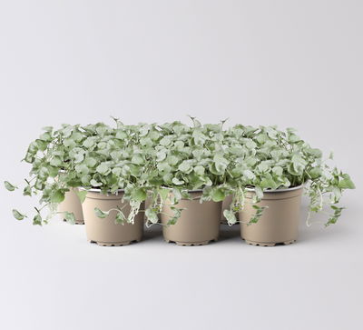 Silberregen, silbergrau, Topf-Ø 12 cm, 6 Pflanzen