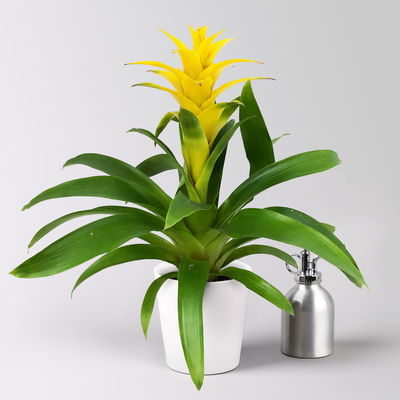 Guzmanie 'Diana', gelb, Topf-Ø 12 cm, im Übertopf Dallas weiß, Höhe ca. 50 cm Guzmanie 'Diana', gelb, Topf-Ø 12 cm, im Übertopf Dallas weiß, Höhe ca. 50 cm