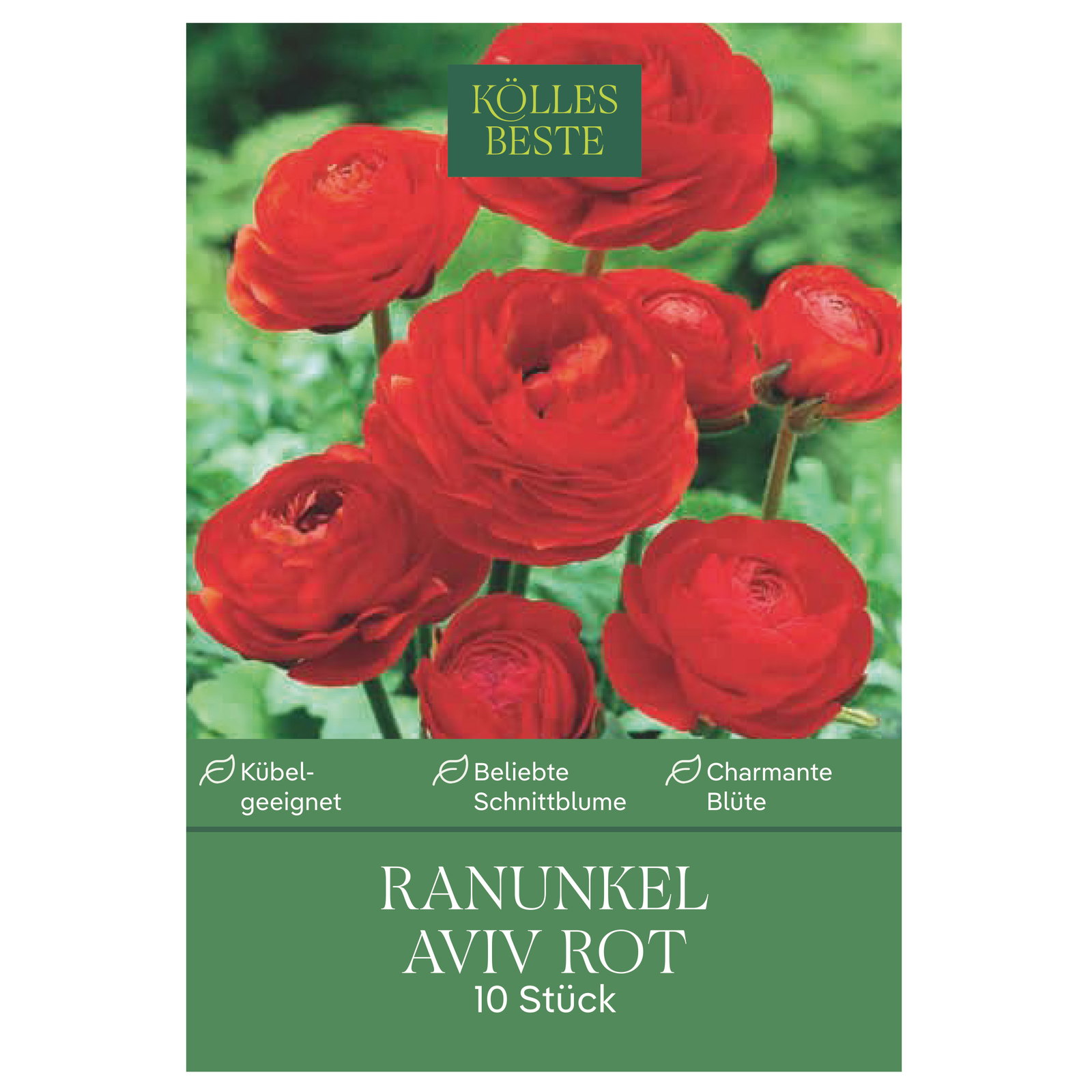 Kölles Beste Ranunkel Aviv rot, 10 Blumenknollen